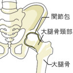 股関節の解剖イラスト