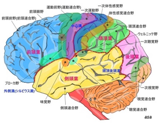 脳領域のイラスト