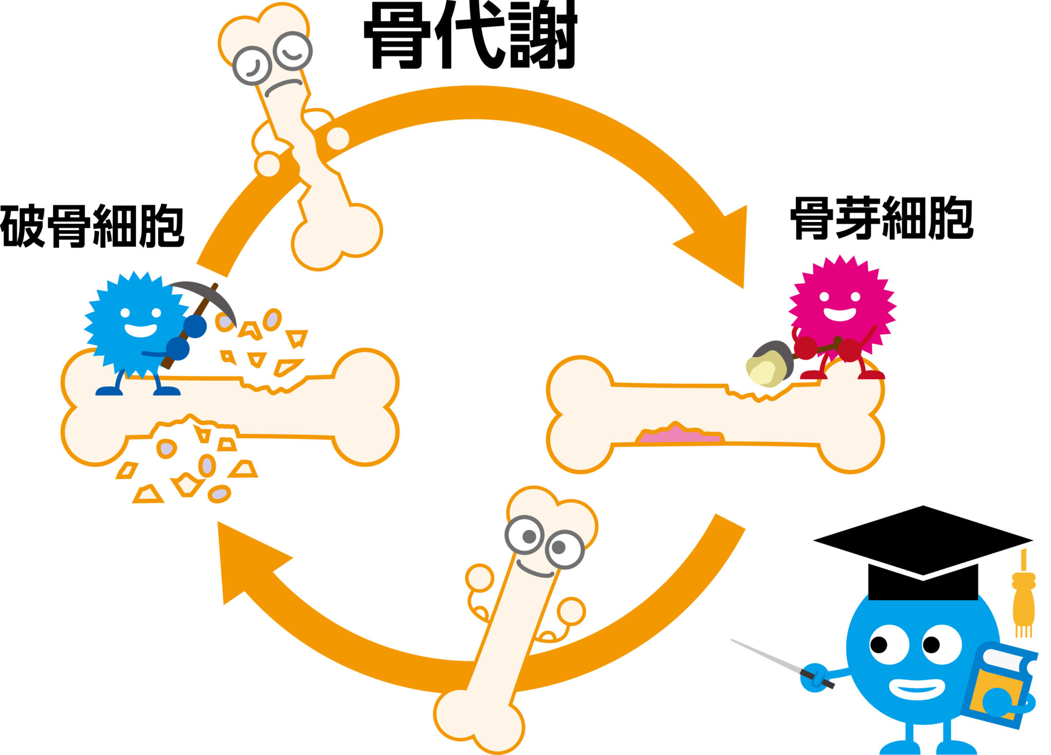 骨粗鬆症の予防と治療│骨密度低下を防ぐための食事と運動とは｜保土ヶ谷区の整形外科・内科｜横山医院｜リハビリ・在宅医療