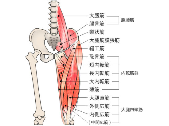 股関節前面の筋肉のイラスト