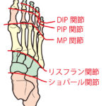 足部の関節のイラスト